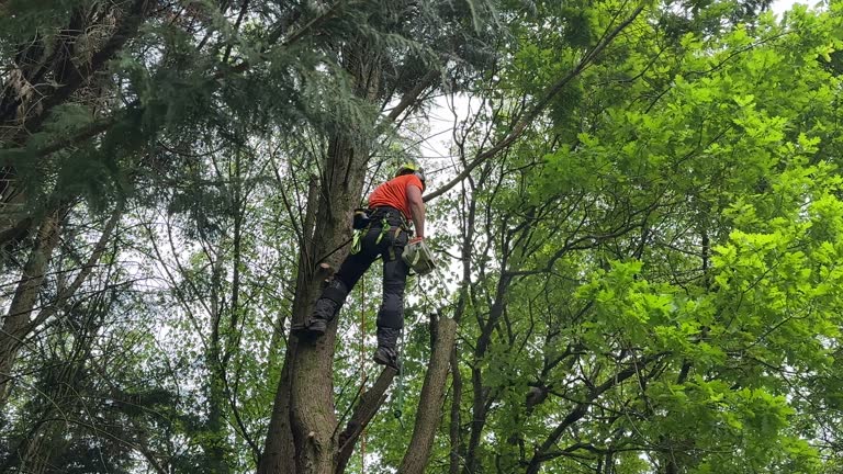 Reliable Park Ridge, IL Tree Removal and Landscaping Services Solutions